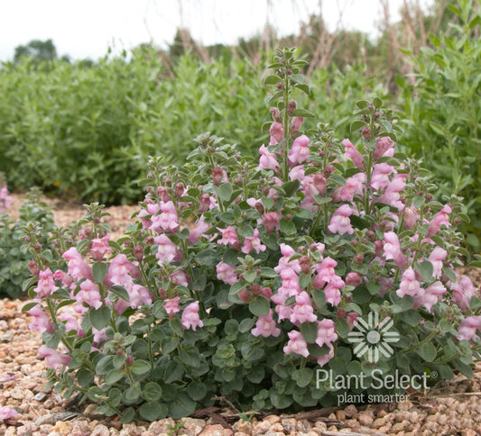 Antirrhinum sempervirens 'P020S'/ Drew's Folly Hardy Snapdragon