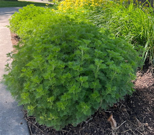 Artemisia abrotanum ‘Leprechaun'/Leprechaun Southernwood