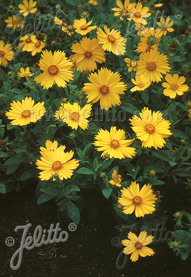 Coreopsis pubescens 'Sunshine Superman'/Sunshine Superman Star Tickseed