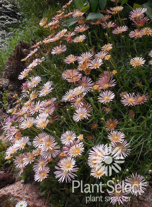 Delosperma 'Alan's Apricot/Alan's Apricot Ice Plant