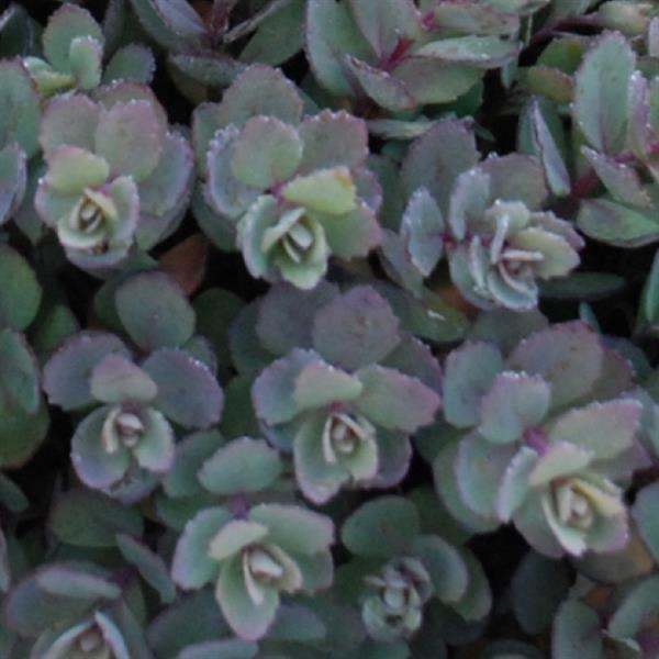 Sedum SUNSPARKLER® 'Dazzleberry'