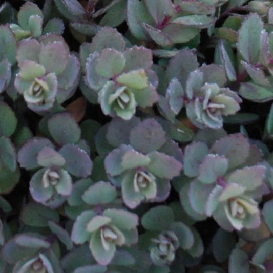 Sedum SUNSPARKLER® 'Dazzleberry'