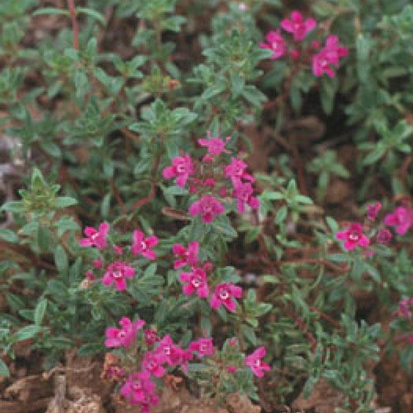 Thymus praecox ‘Coccineus’/ Red Creeping Thyme