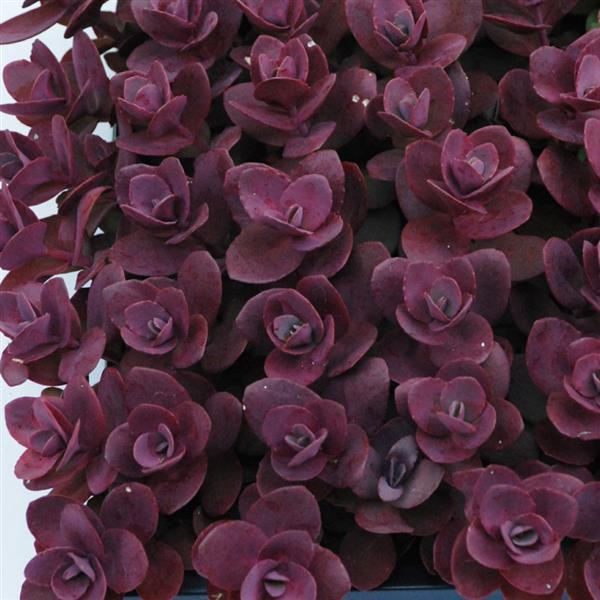 Sedum SUNSPARKLER® ‘Cherry Tart’