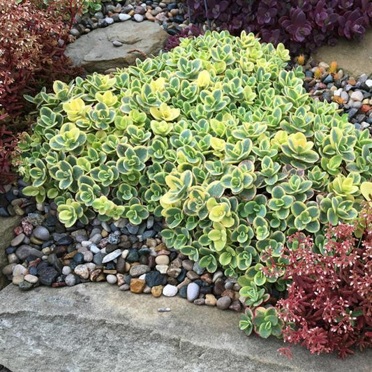 Sedum SUNSPARKLER® 'Lime Twister'