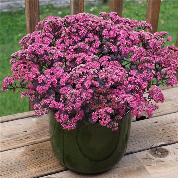Sedum SUNSPARKLER® 'Dazzleberry'