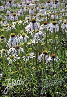 Echinacea pallida' Hula Dancer'/ Hula Dancer Coneflower