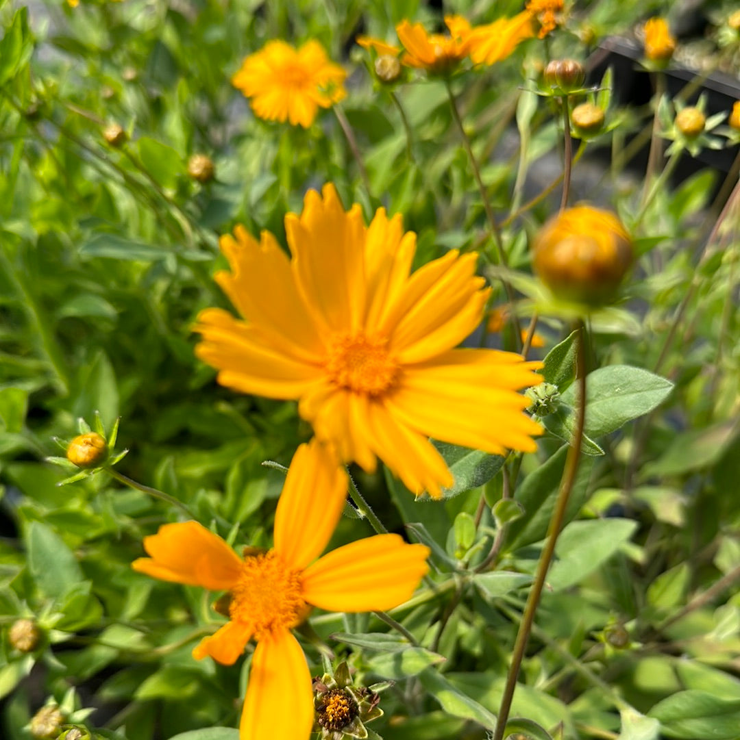 Coreopsis pubescens 'Sunshine Superman'/Sunshine Superman Star Tickseed