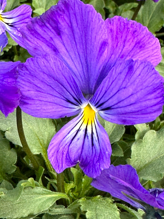 Viola corsica/ Corsican Violet