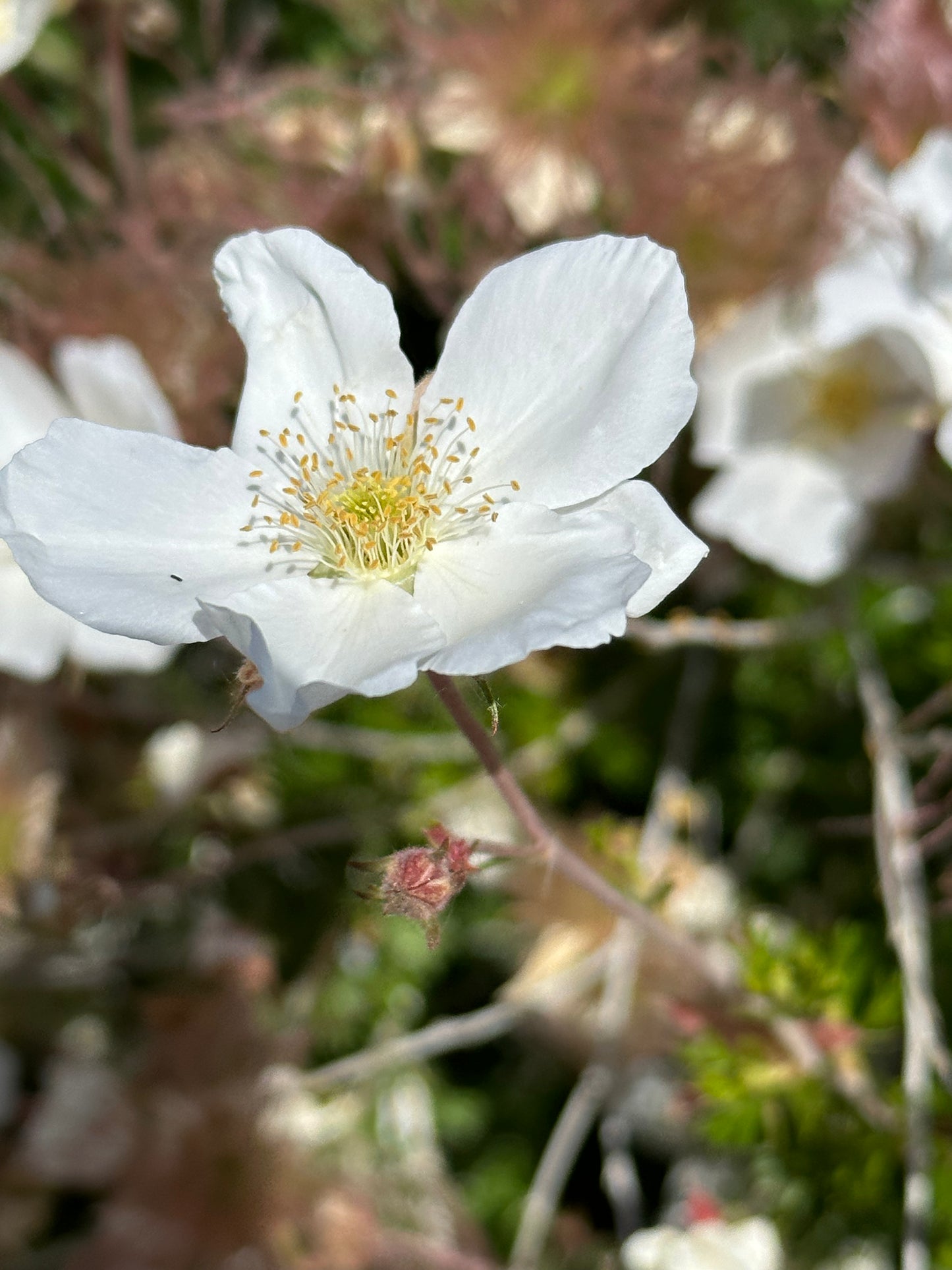 Fallugia paradoxa/ Apache Plume