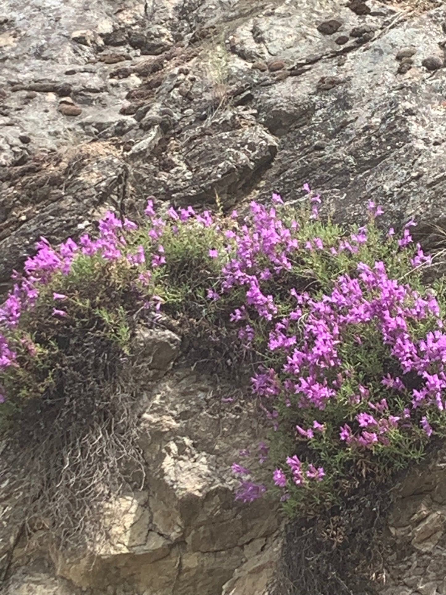 Penstemon fruiticosus