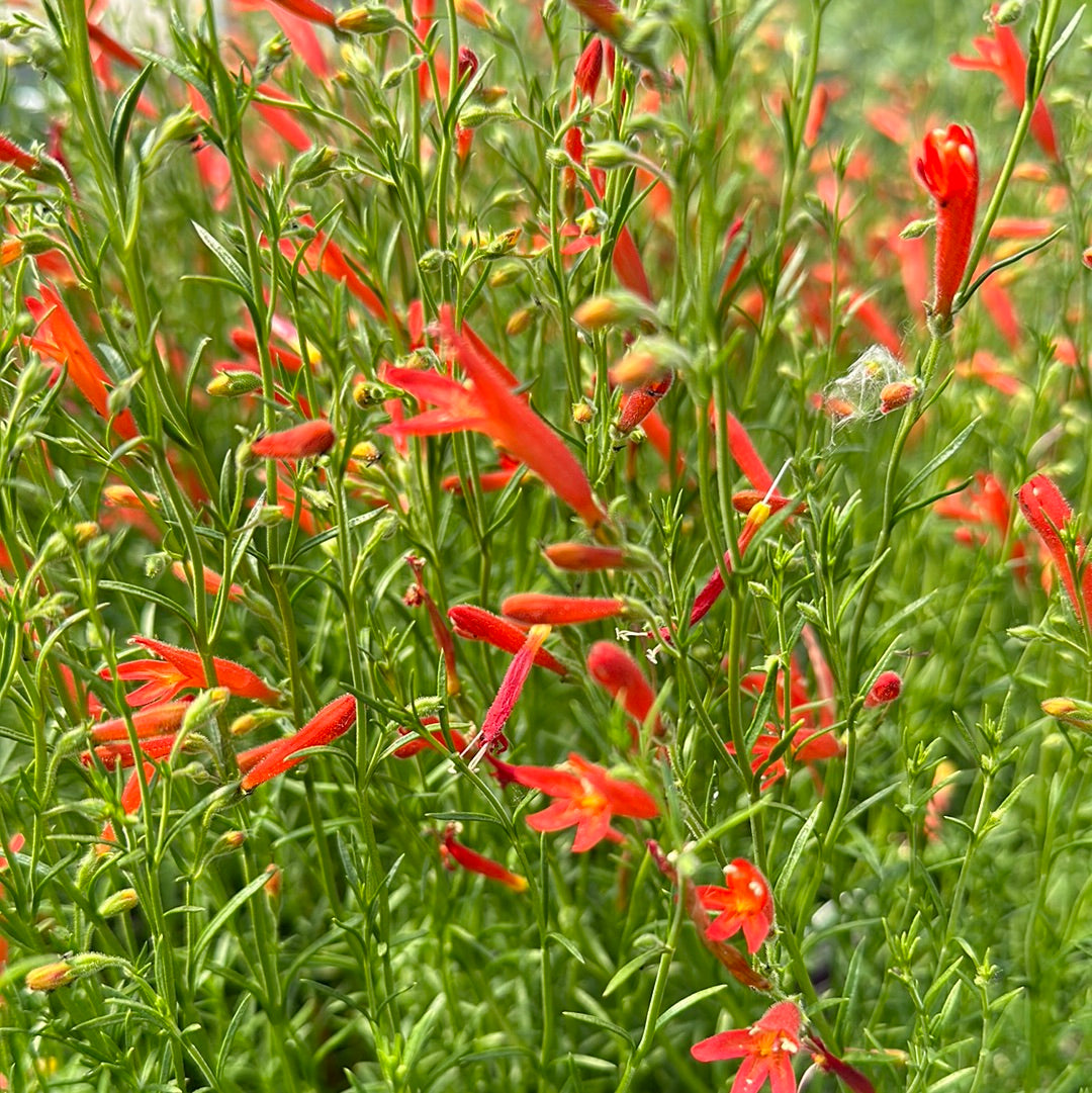 Penstemon pinifolius/Pineleaf Beardtongue