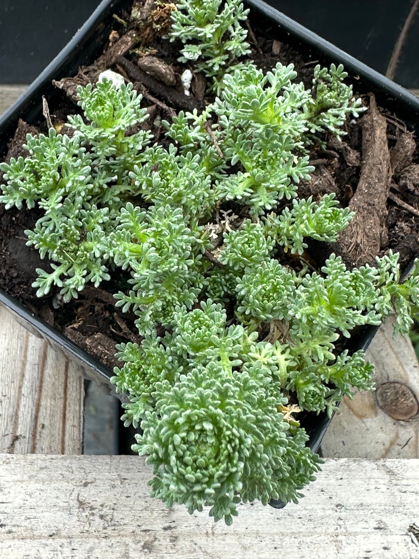 Artemesia viridis 'Tiny Green'/ Minature Wormwood