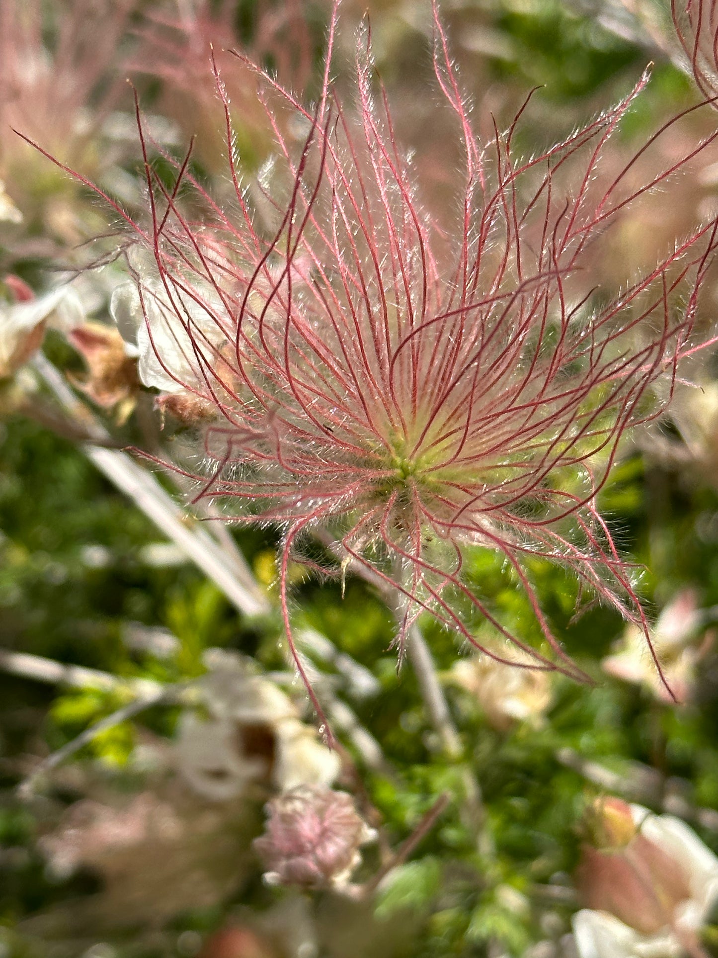 Fallugia paradoxa/ Apache Plume