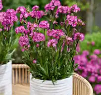 Lychnis viscaria 'Cherry Bubbles'/ Red Catchfly