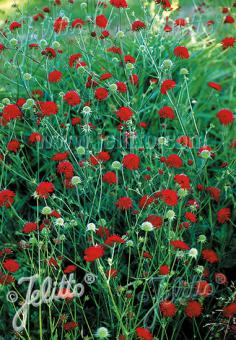 Knautia macedonica’Mars Midget’/ Ruby Pincushion Plant