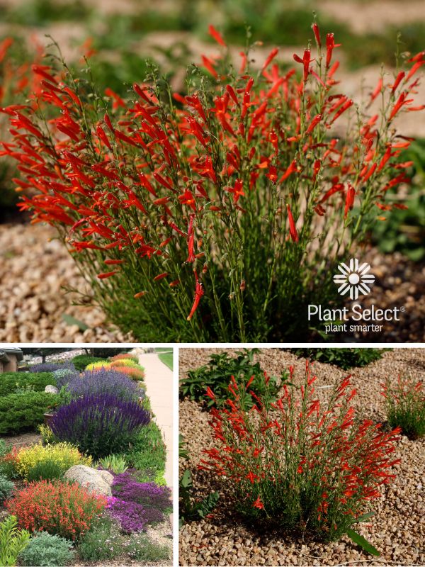 Penstemon pinifolius ‘Compactum’/ Half Pint Pineleaf Penstemon