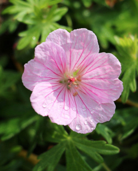 Geranium sanguineum/ Bloody cranesbill 'Vision Light Pink'