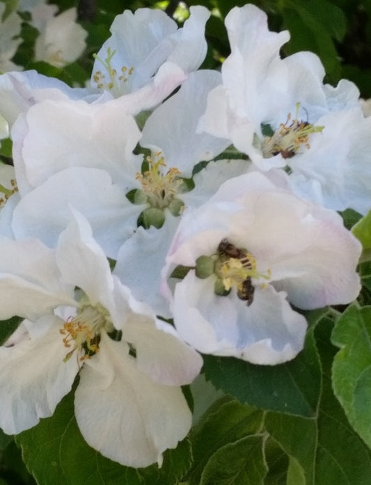 Philadelphus lewisii/ Wild Mock Orange