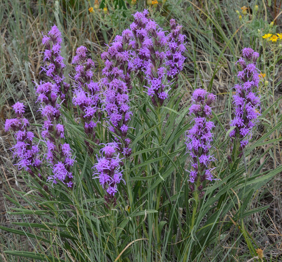 Liatris punctata/ Dotted Blazing Star