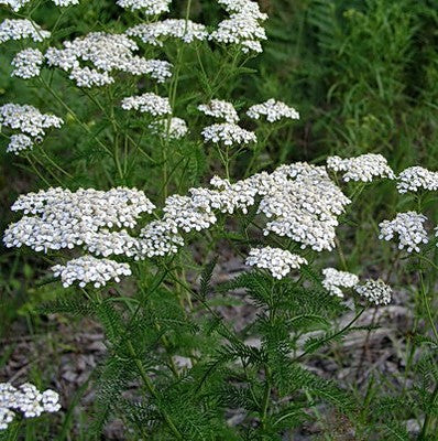 Achillea millefolium/ White Yarrow