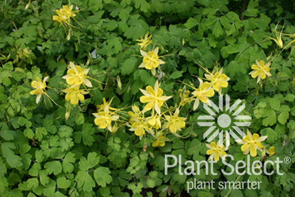 Aquilegia chrysantha 'Denver Gold' /Denver Gold Columbine