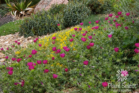 Callirhoe involucrata/Winecups