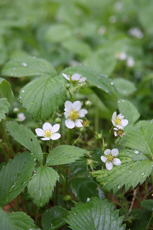 Fragaria virginiana/ Wild Strawberry