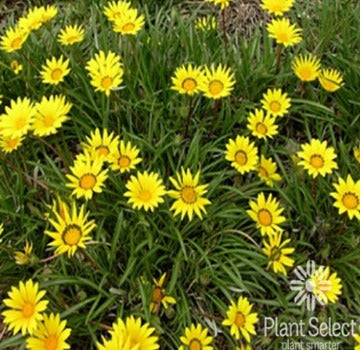 Gazania linearis 'P004S'      COLORADO GOLD® Gazania