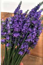 Lavendula 'Sensational'