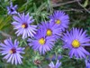Symphyotrichum oblongifolium aka Aster oblongifolius/ Aromatic Aster