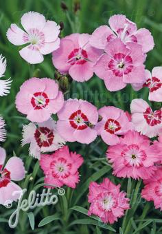 Dianthus Alwoodii Alpinus /Allwood Pink