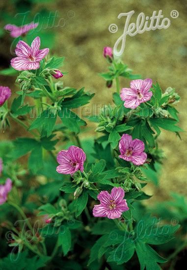 Geranium viscosissimum/ Sticky Purple Geranium