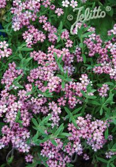 Gypsophila repens 'Filou Rose'/ Pink Creeping Baby's Breath