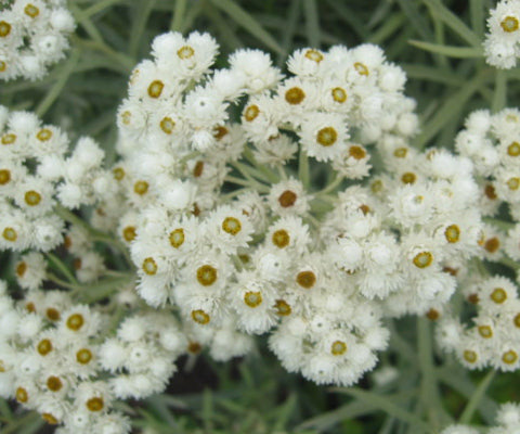 Anaphalis margaritacea / Pearly Everlasting
