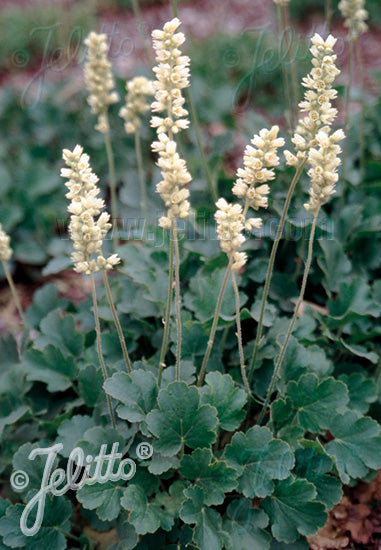 Heuchera cylindrica/ Roundleaf Alum Root