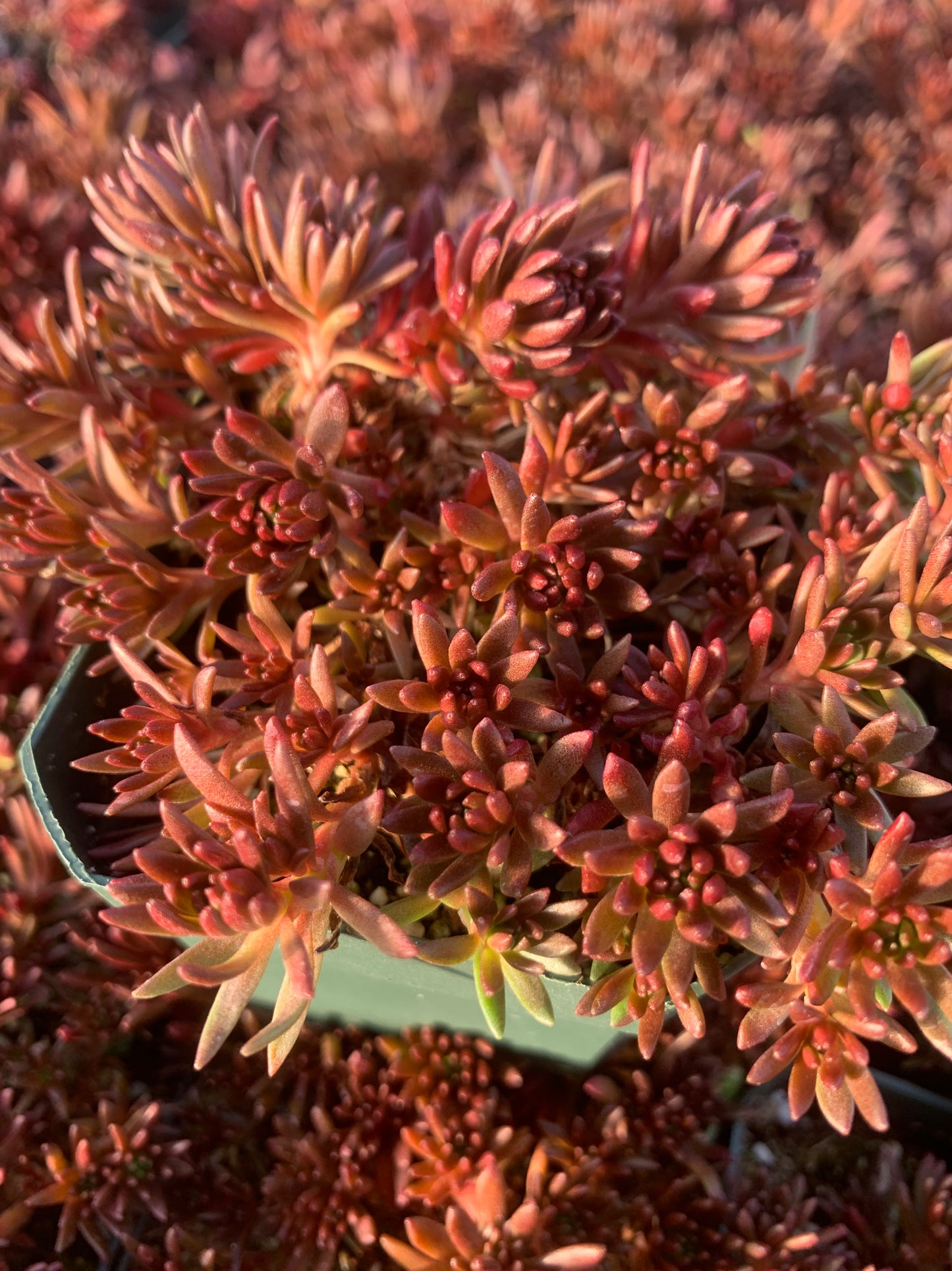 Sedum stenopetalum/ Wormleaf Stonecrop