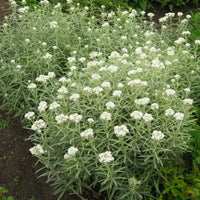Anaphalis margaritacea / Pearly Everlasting