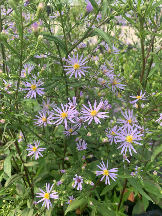 Aster conspicuus/ Showy Aster