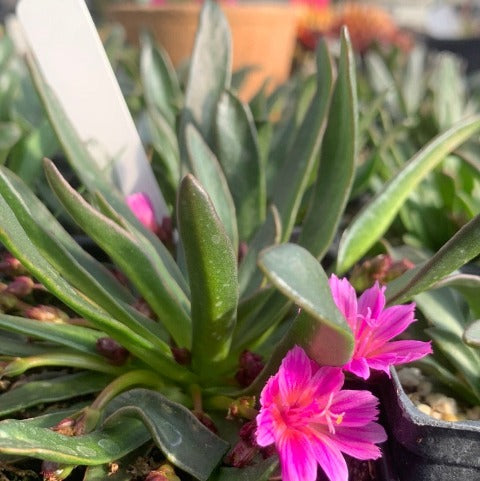 Lewisia longipetala 'Little Tutti Frutti'/ Lewisia Hybrid