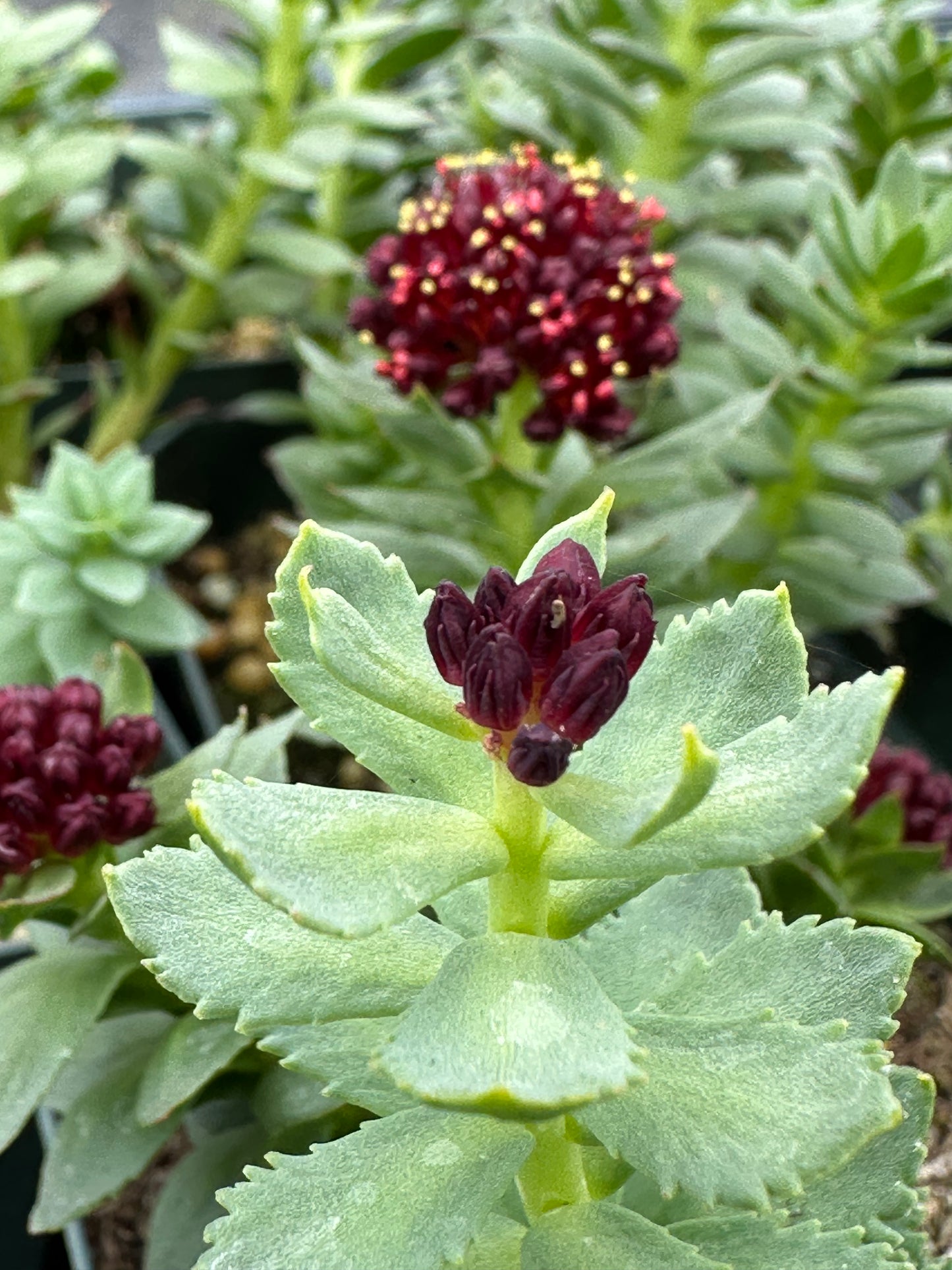 Rhodiola (formerly Sedum) integrifolia atropurpurea/ King’s Crown Stonecrop
