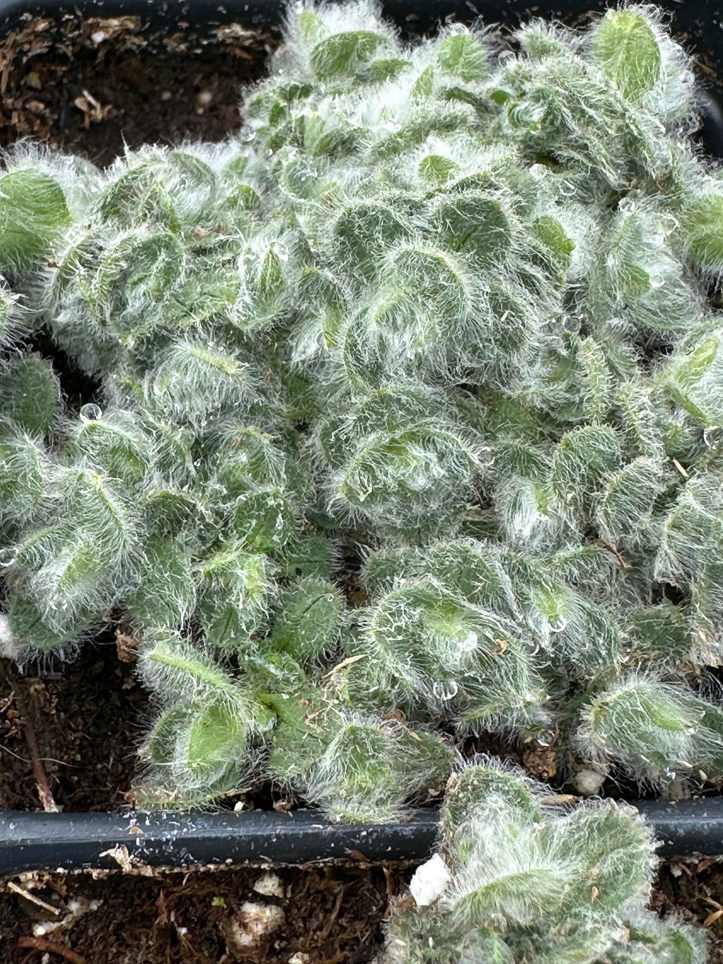Cerastium lanatum/Wooly Alpine Mouse Ears