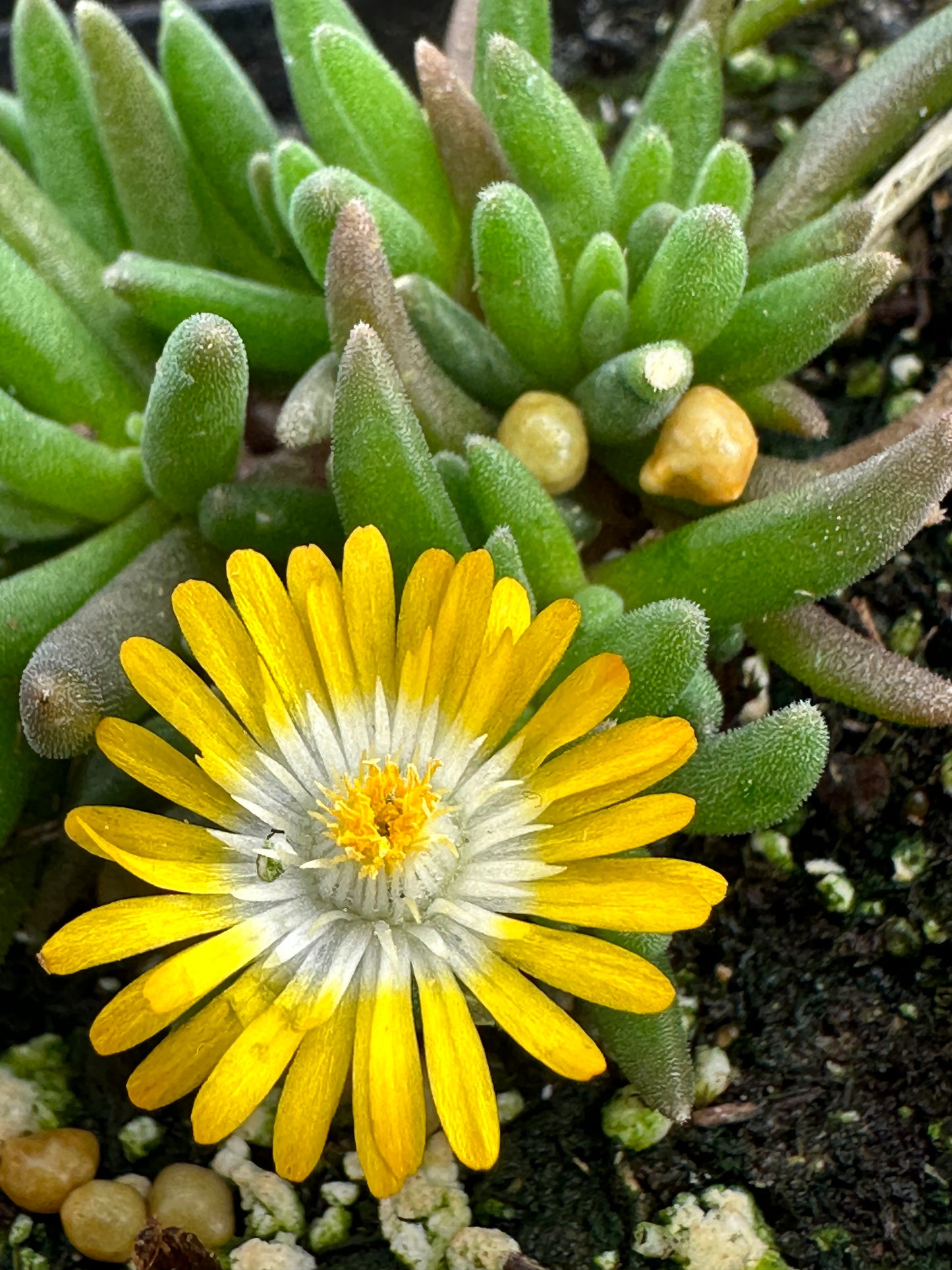 Delosperma 'Jewel of Desert Peridot"