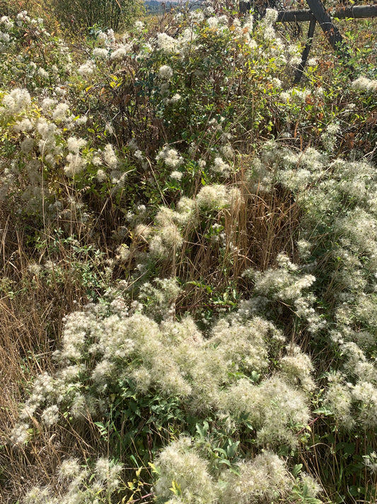 Clematis ligusticifolia/ Western White Clematis