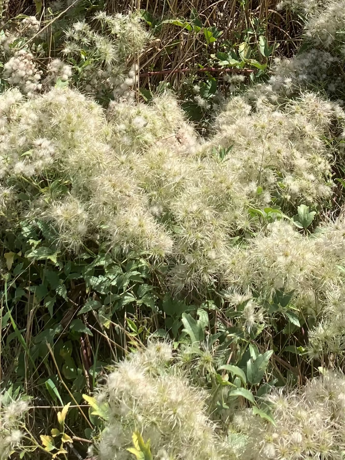 Clematis ligusticifolia/ Western White Clematis