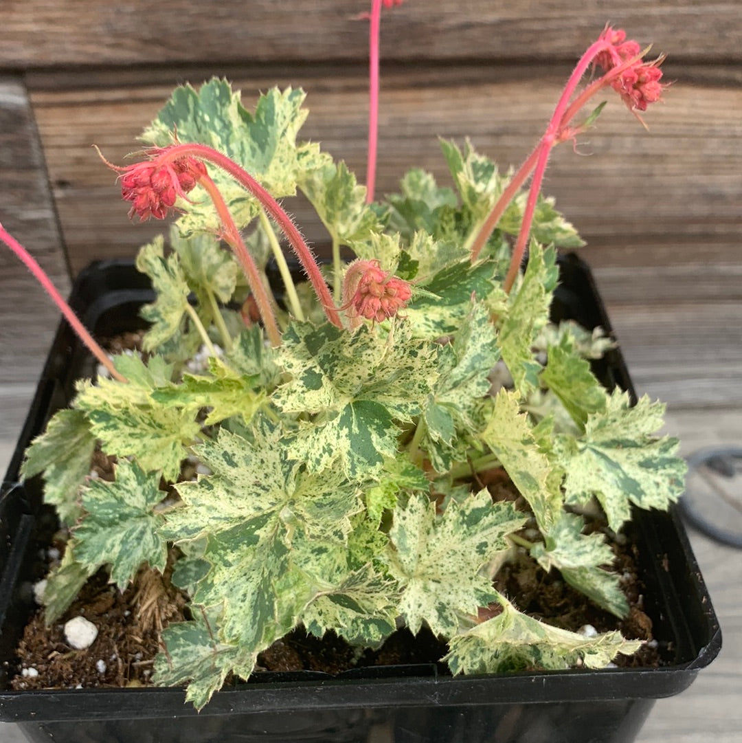 Heuchera sanguinea 'Snow Angel'/ Snow Angel Coral Bells