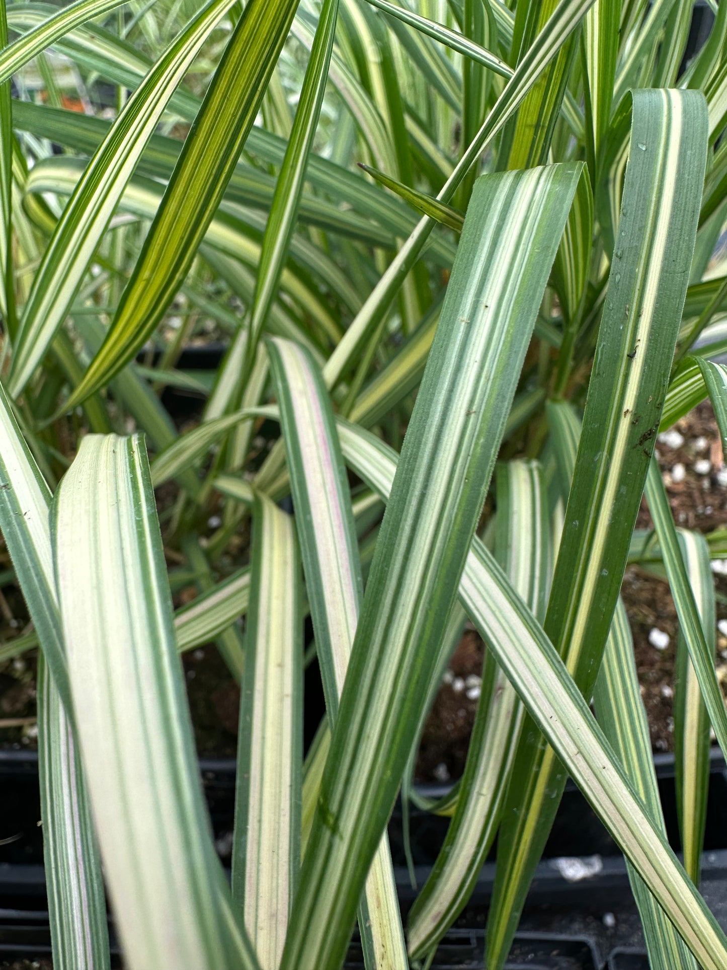 Calamagrostis hybrid 'Lightning Strike'/        Lightning Strike Feather Reed Grass