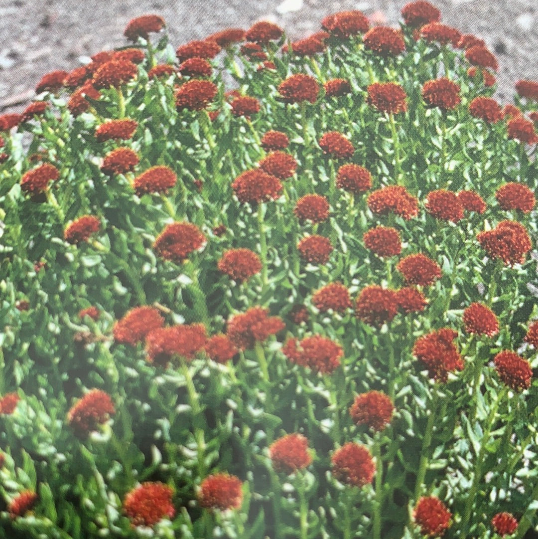 Rhodiola (formerly Sedum) integrifolia atropurpurea/ King’s Crown Stonecrop