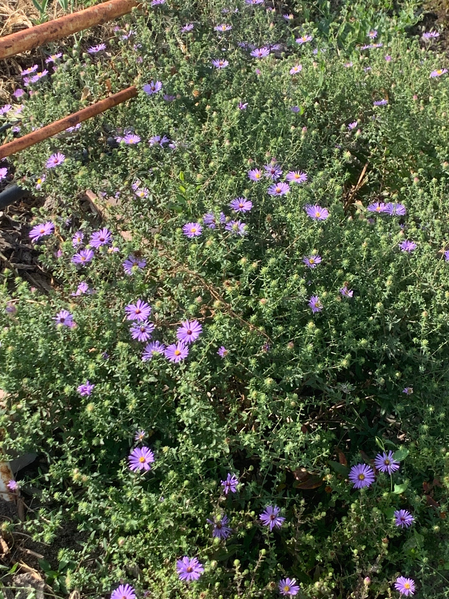 Symphyotrichum oblongifolium aka Aster oblongifolius/ Aromatic Aster
