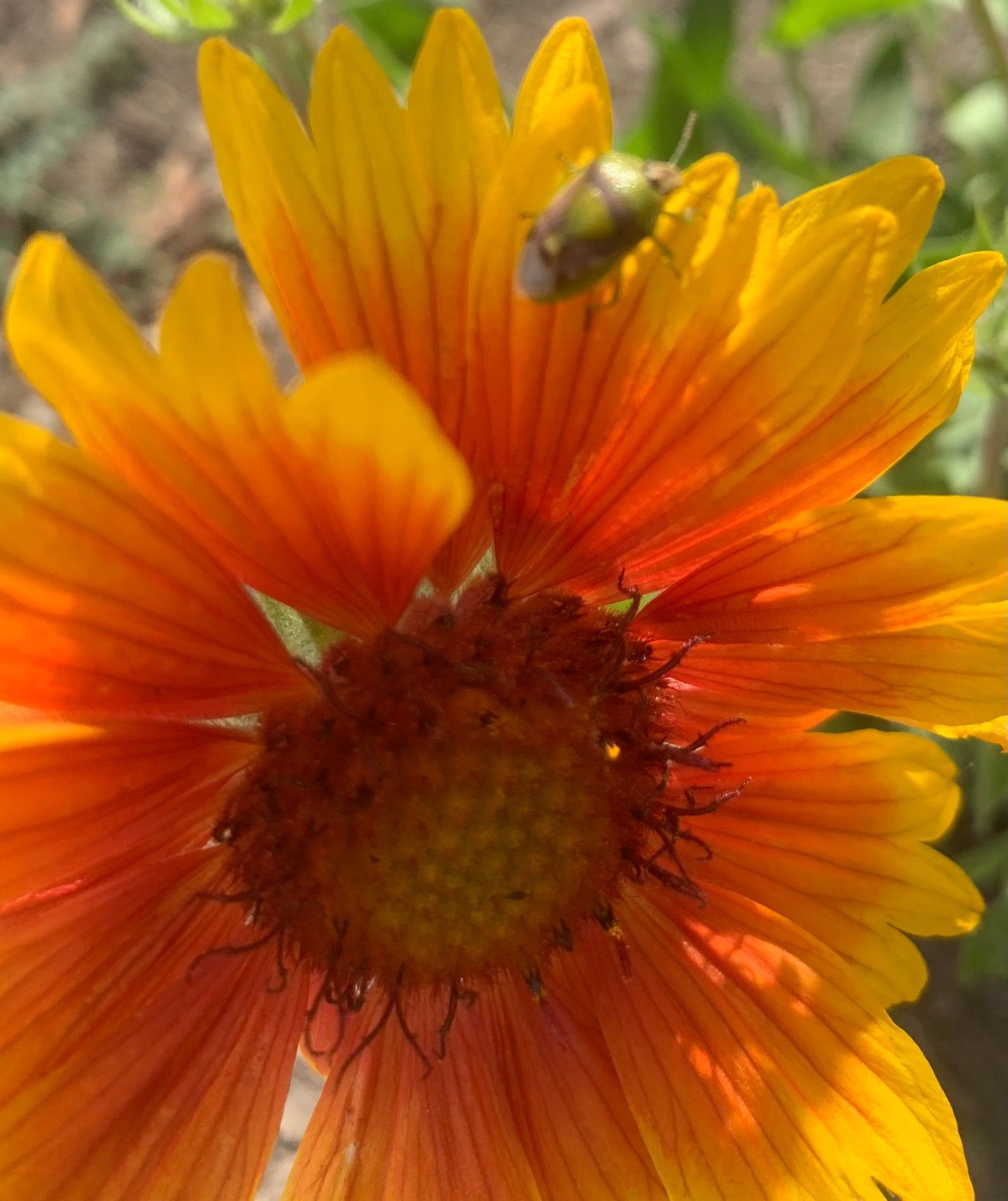 Gaillardia aristata / Blanketflower
